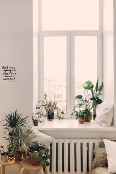 Kwiaty doniczkowe w białym mieszkaniu