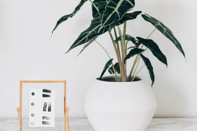 Rośliny w stylu skandynawskim