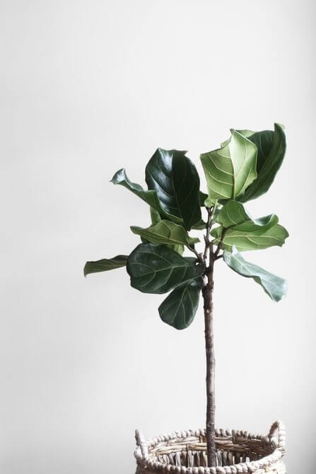 Zieleń w stylu skandynawskim